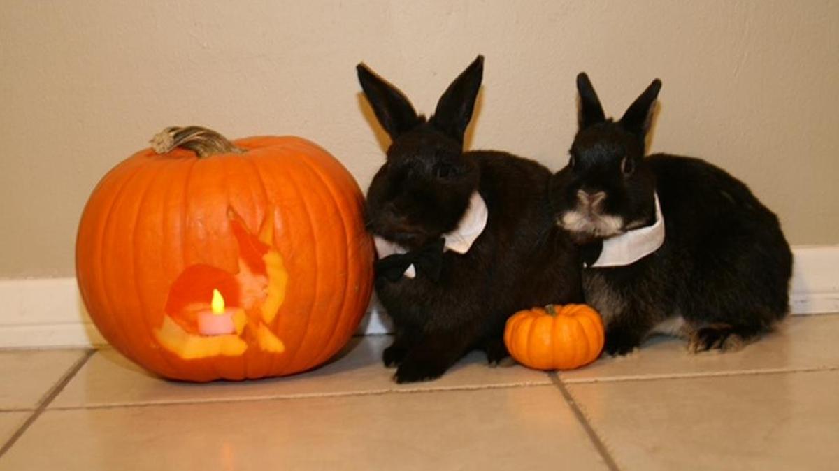 The House Rabbit Society will have its Halloween meeting at 7 p.m. Thursday, Oct. 19, at the Caseyville Township Building, 10001 Bunkum Road, Fairview Heights.
