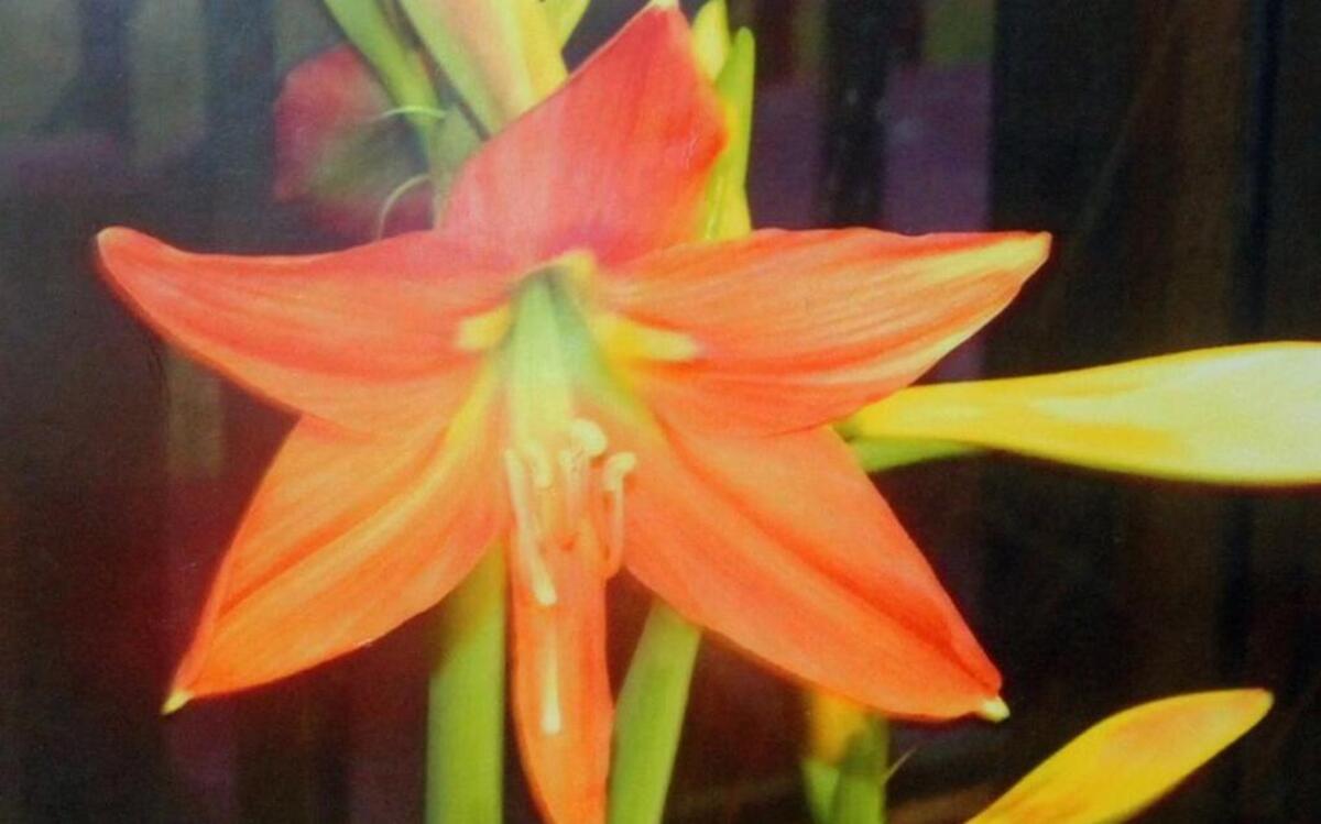 Gardening expert Charles Giedeman believes this is Hippeastrum hybrida, the Christmas Amaryllis.