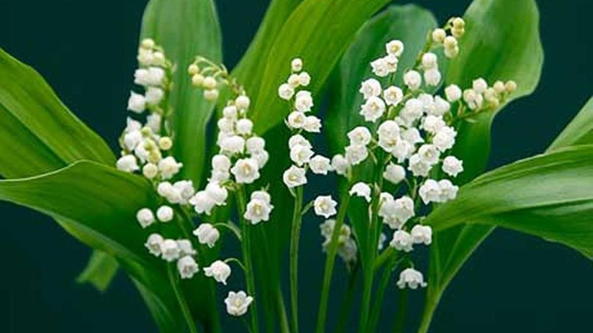 Lily-of-the-valley plant can be forced to bloom.