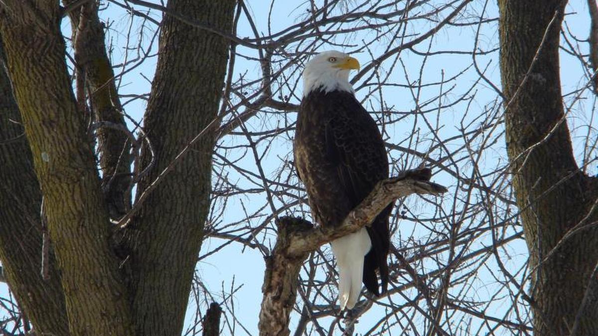The kick-off of the eagle watching season includes viewing a live bald eagle at the Alton Visitor Center.