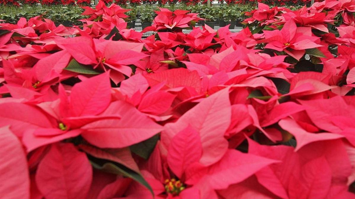 Make sure that poinsettia you got for Christmas doesn’t have whiteflies. The adults can spread to other houseplants.