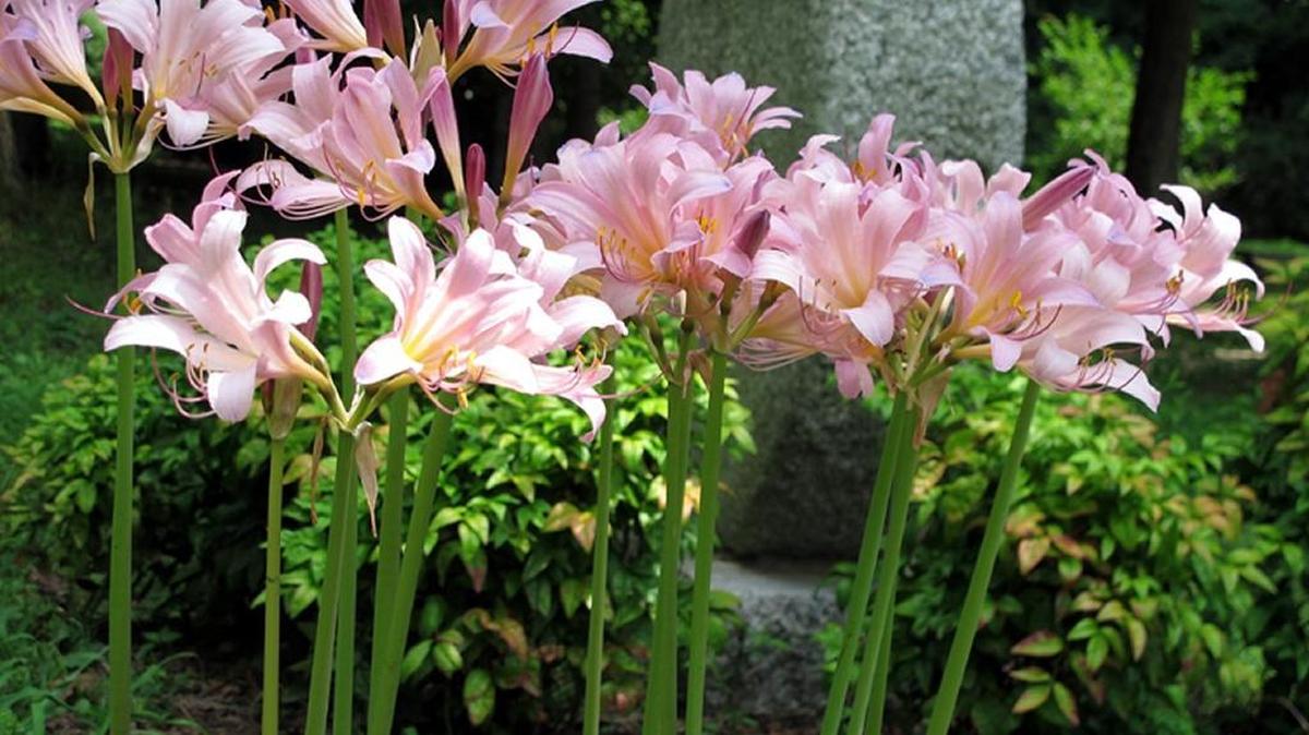 Surprise lilies are sometimes called ‘naked ladies’ because the leaves and blooms come at different times.