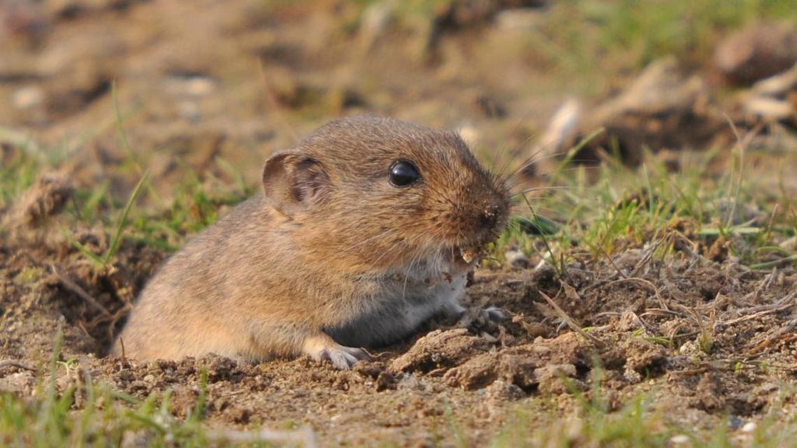 Prairie vole