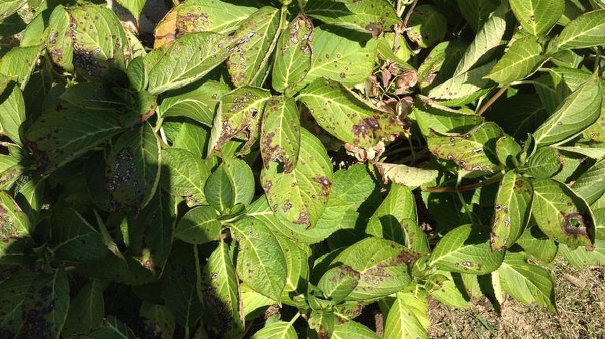 
Hydrangea may suffer from powdery mildew, sunburn and insects.
