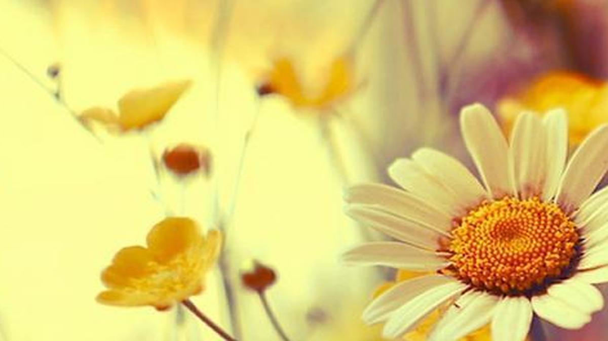 You can look for wildflowers near Valmeyer.