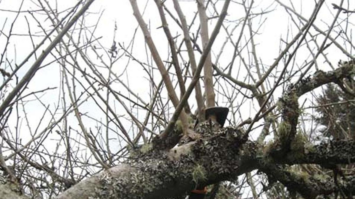 Water sprouts grow rapidly straight up, resulting in weak big branches.