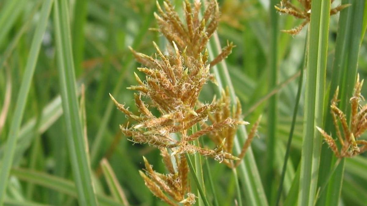 Yellow nut sedge is a pesky weed.