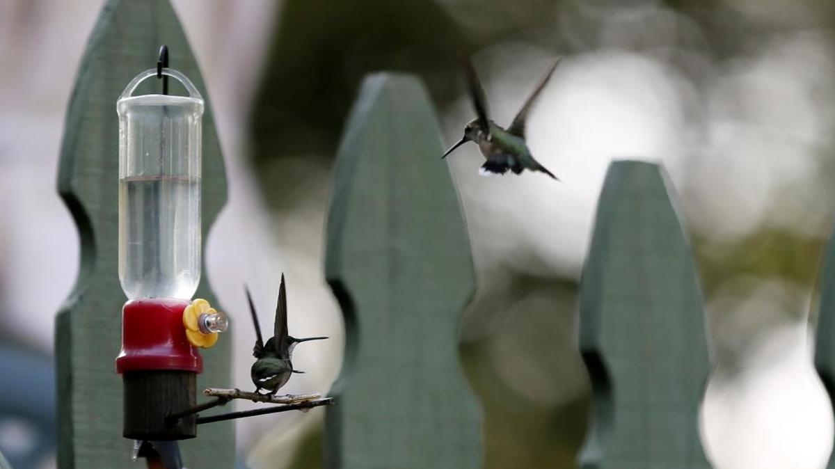 The Hummingbird Festival will take place from 9 a.m.-noon Saturday at the Lewis and Clark State Historic Site.