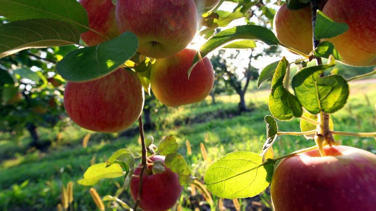 
Family couple put unpicked apples on neighbor’s tree to good use. 
