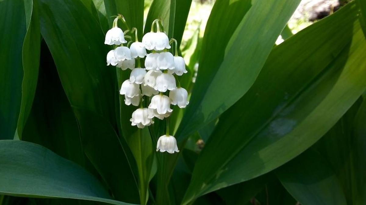 Own a lily-of-the-valley? You can just let nature take its course this winter without worrying about it.