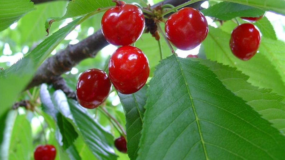 Want your cherry tree to produce? Choose a tree that is suitable for the area.