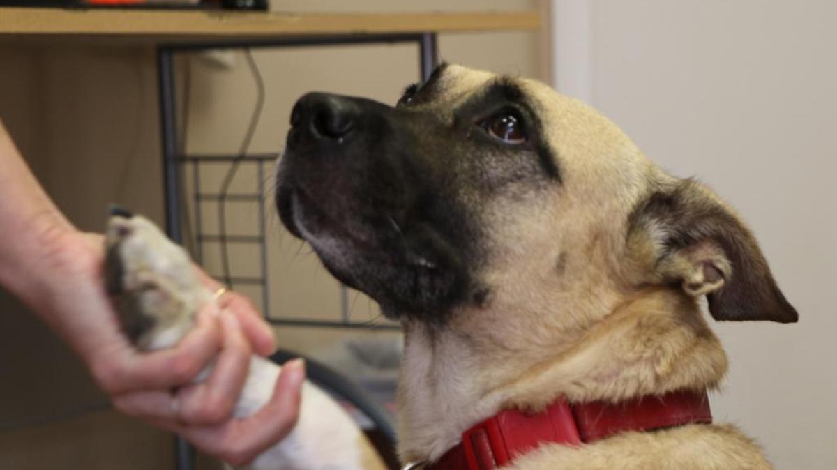 Come to the Belleville Area Humane Society and shake hands with Lana. She will greet you with a friendly wag of the tail.