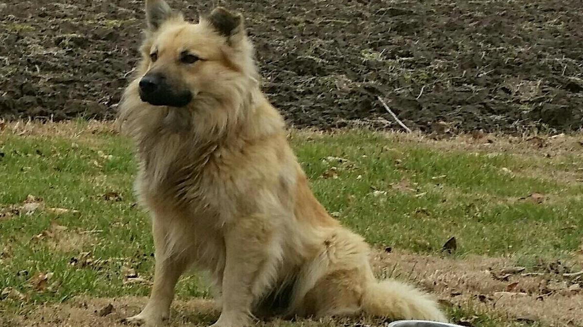 A beloved stray named Woody captures hearts of dog lovers in Belleville and Swansea, but eludes all efforts by people to capture him.