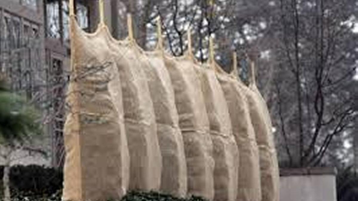 Burlap wraps will protect shrubs from winter’s bite.