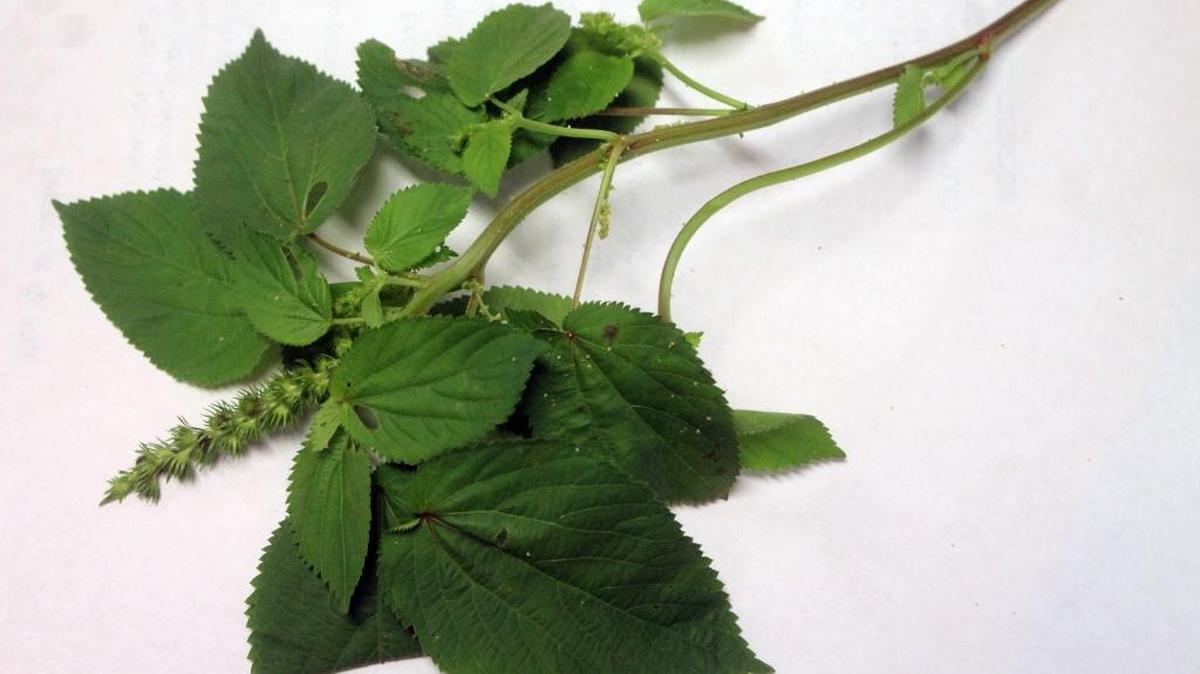 Gardening columnist Charlie Giedeman identified this plant as white snakeroot, a poisonous weed that grows in the Midwest.