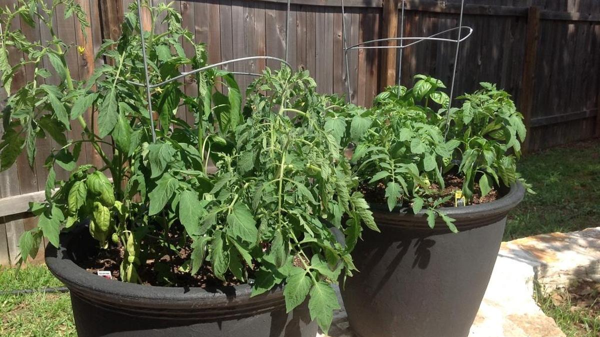 Use an artificial soil mix (media) that contains peat moss and other media particles to grow tomatoes in containers.