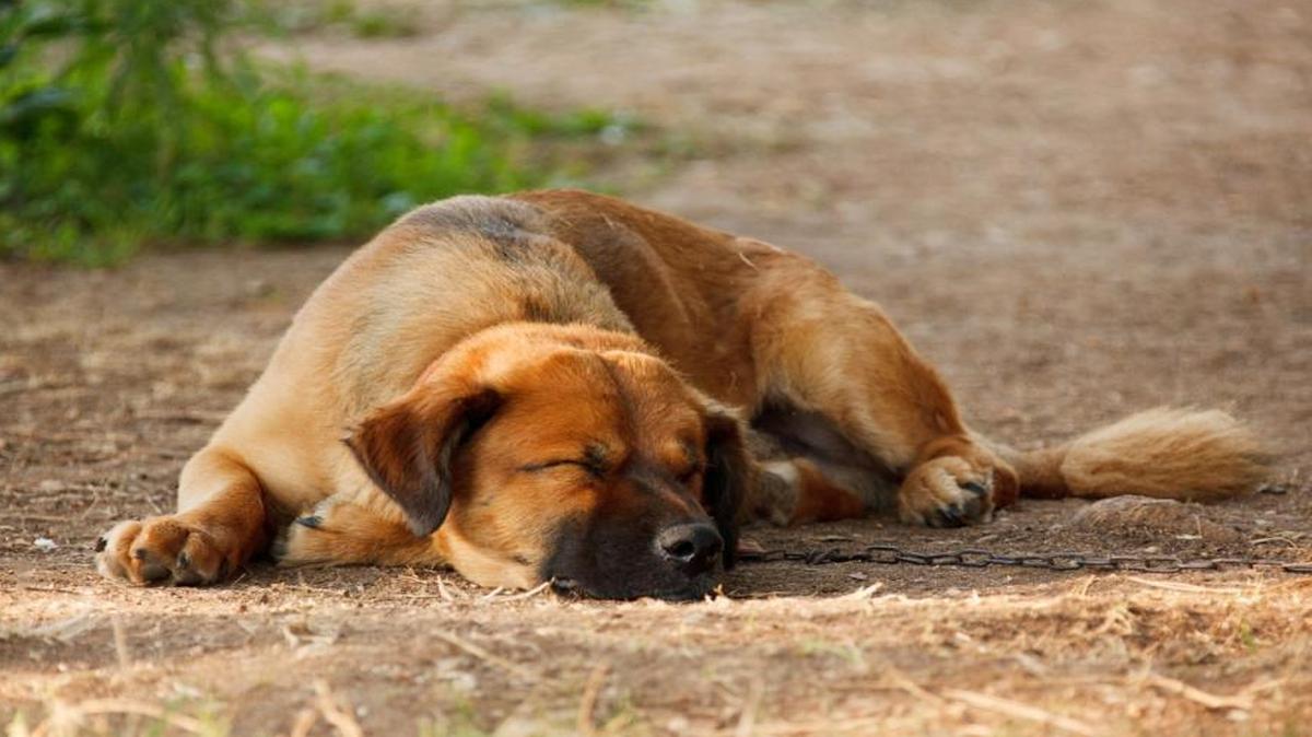 Sometimes, the best advice is “let sleeping dogs lie.”