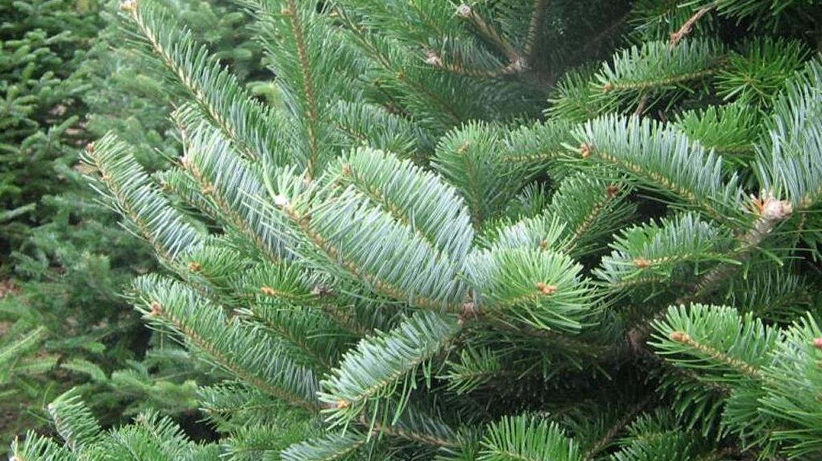 Canaan Fir tree