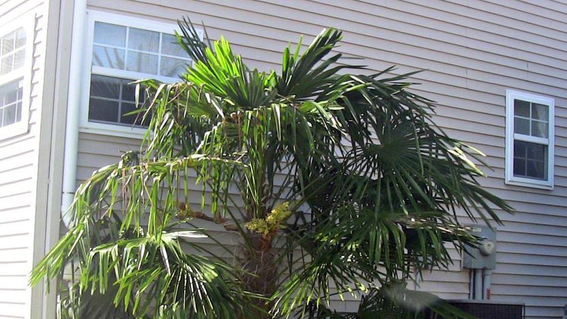 How to Protect a Palm Tree from Freezing: Essential Winter Tips