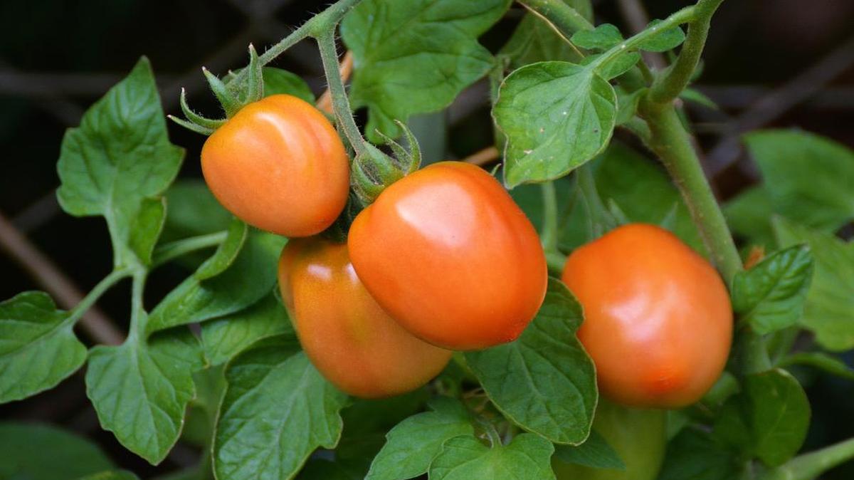There are more than 264 varieties of tomatoes offered this year with 27 new varieties being offered for the first time.