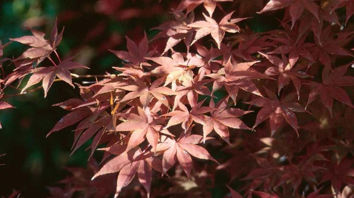 The Bloodgood Japanese maple is a popular selection and was a Mississippi Medallion award winner.