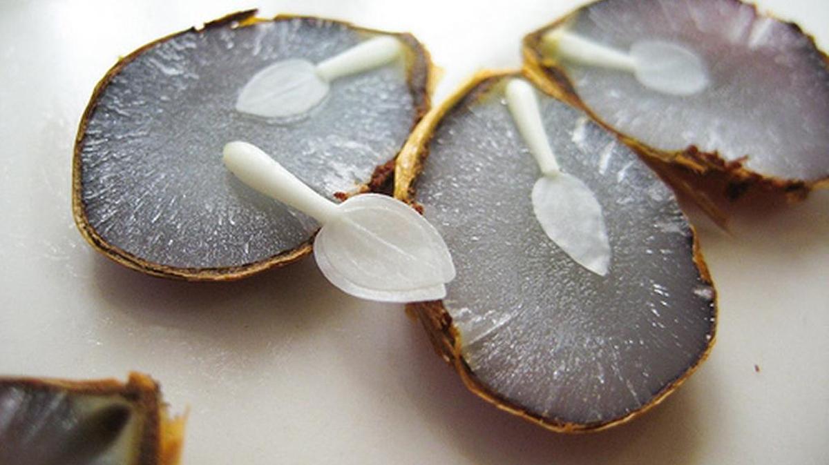 When persimmons cut open reveal mostly spoons, tradition points lots of snow shoveling ahead.