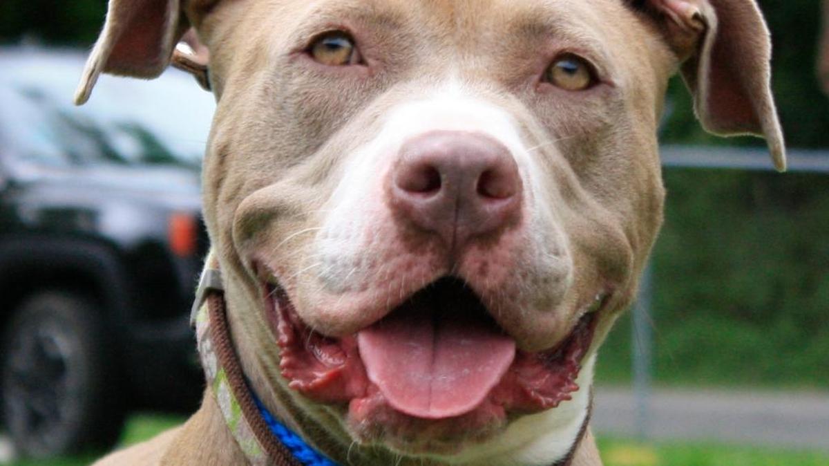 Prudence is a 2 1/2-year-old pit terrier mix available for adoption at the Belleville Area Humane Society