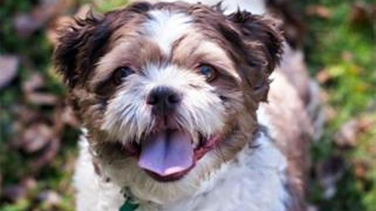Snoopy is an 8-year-old shih tzu available for adoption at the Belleville Area Humane Society. Affectionate and playful, he would make a great addition to any home.