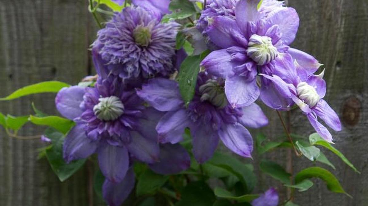 Pruning back clematis can rejuvenate it.