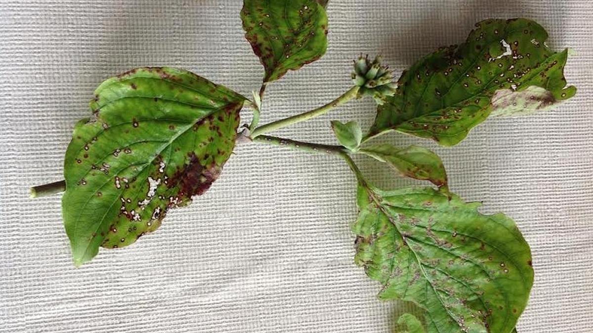 These dogwood leaves show the results of dogwood spot anthracnose disease.