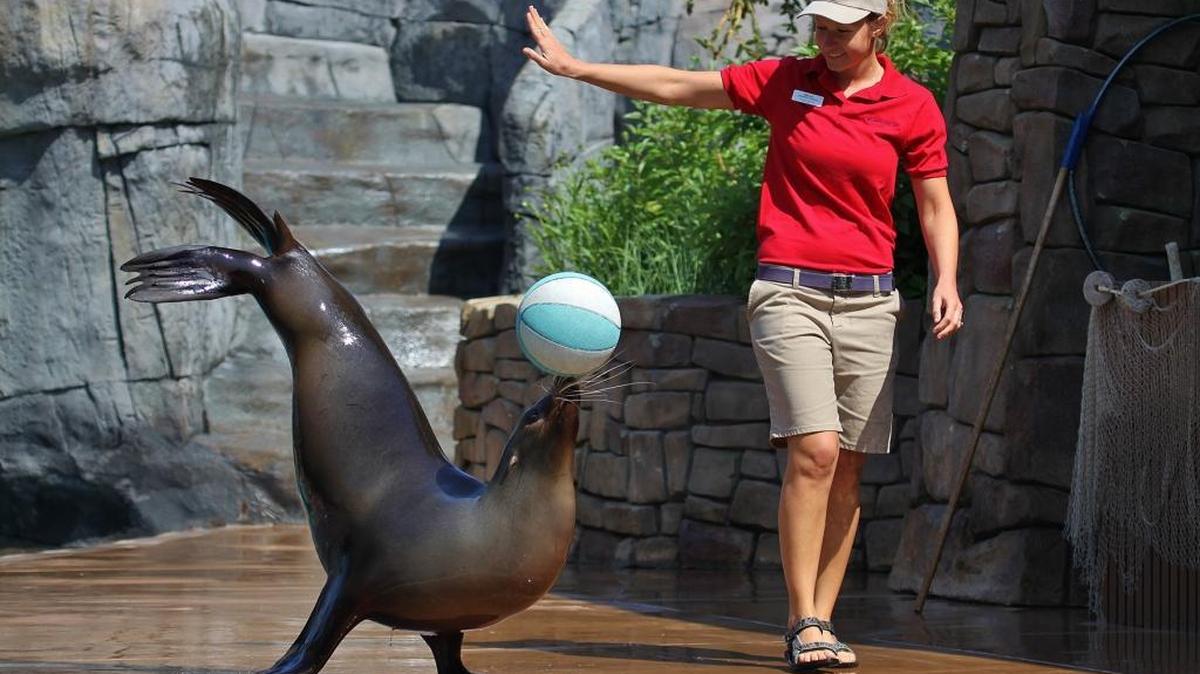 See the sea lions are in spring training at the St. Louis Zoo.