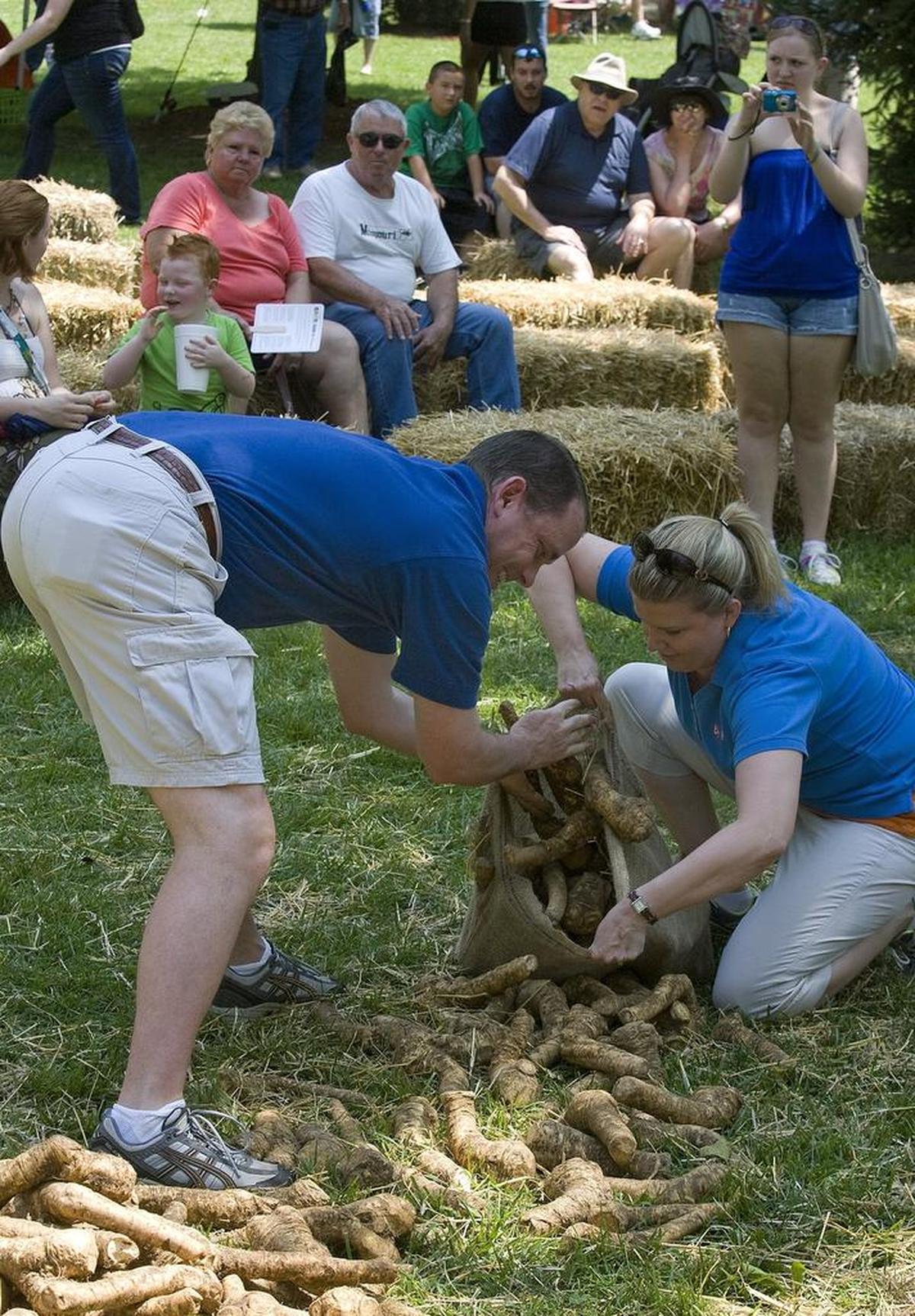 Root sacking is just one of the root contests at the Horseradish Festival this week in Collinsville’s Woodland Park. The object of the timed event is to fill a sack with as many horseradish roots as possible in 20 seconds. Heaviest sack wins.