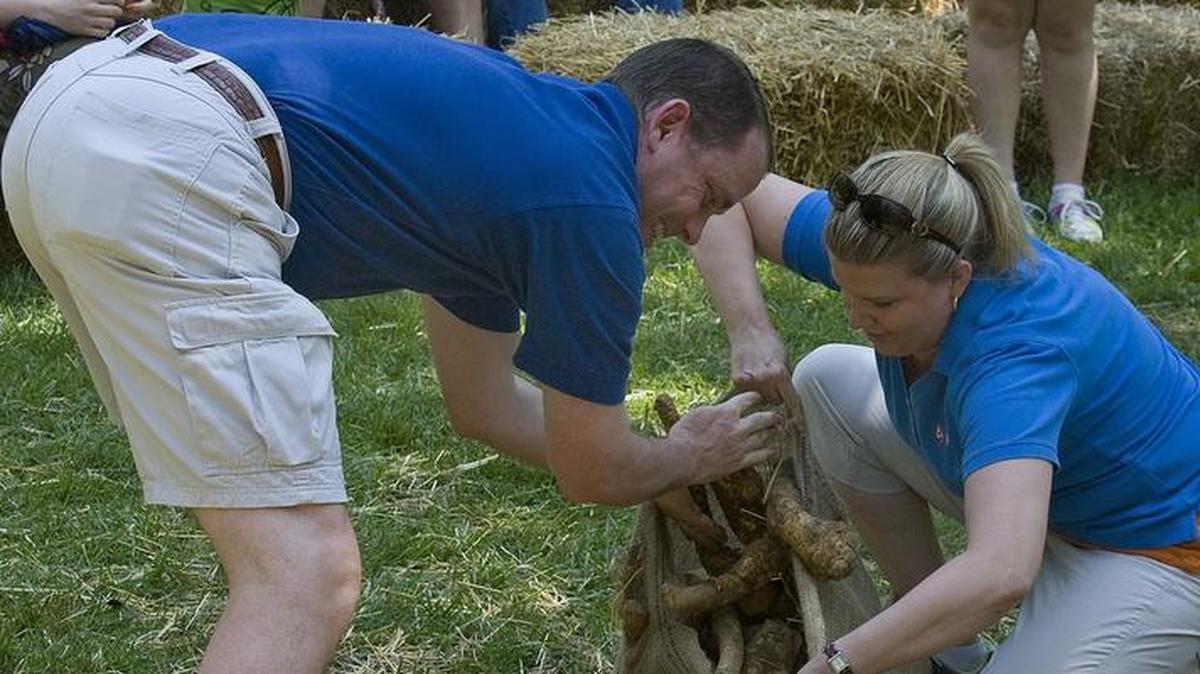 Root sacking is just one of the root contests at the Horseradish Festival this week in Collinsville's Woodland Park. The object of the timed event is to fill a sack with as many horseradish roots as possible in 20 seconds. Heaviest sack wins.