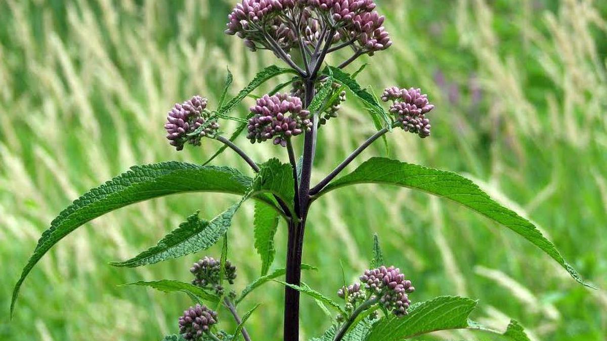 
Joe Pye Weed or Asteraceae.
