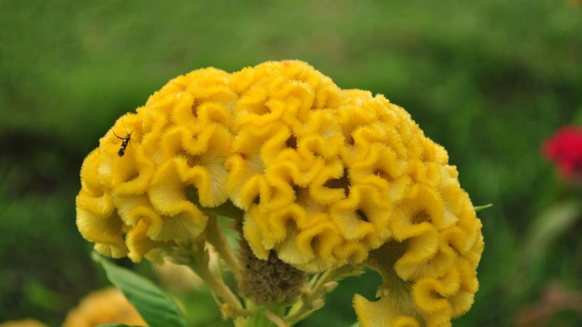 
Crest variety celosias resemble the human brain.
