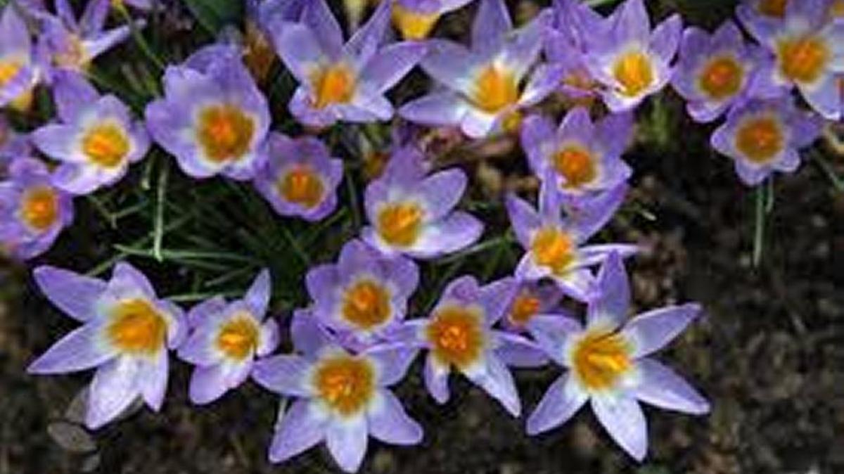 
Planting crocus bulbs correctly will pay off with beautiful color in spring.
