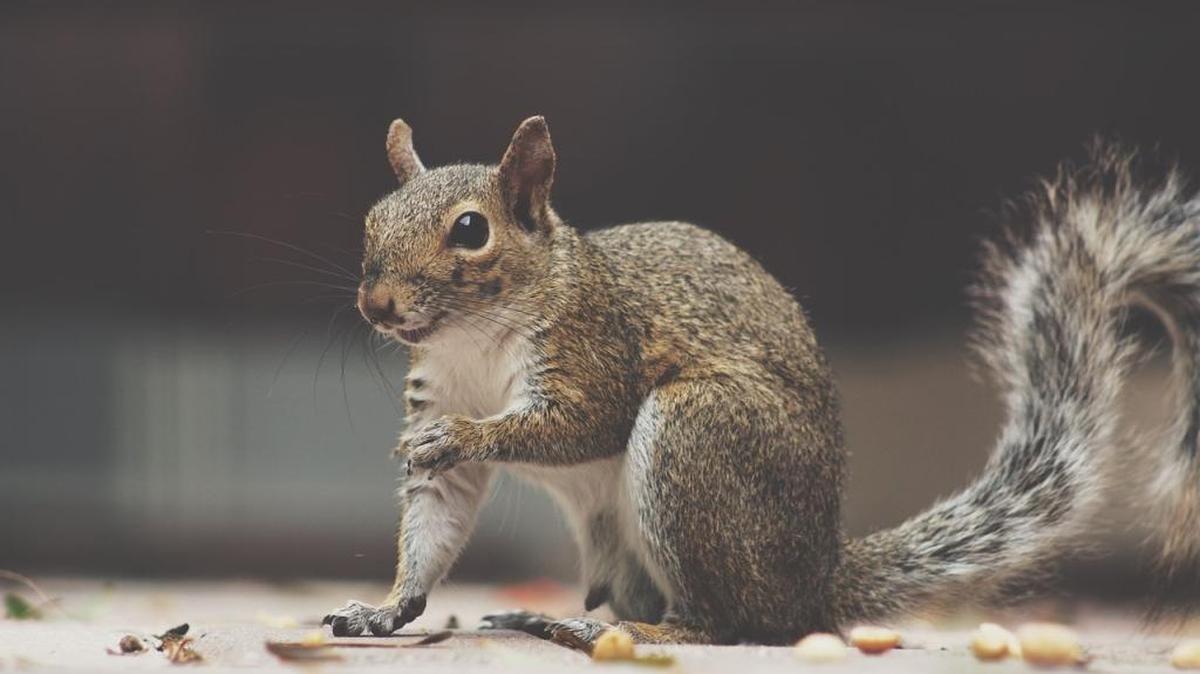Charlie offers some tips and tricks to stop squirrels from chewing up your plants.