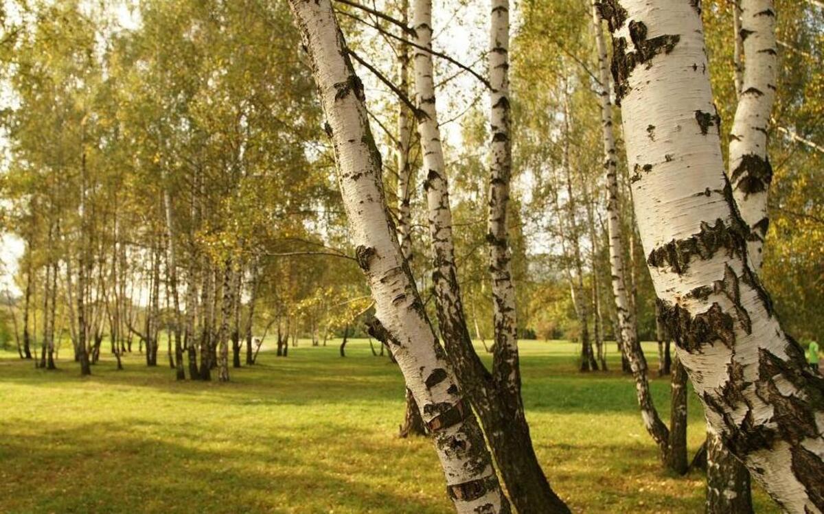 Healthy birch trees