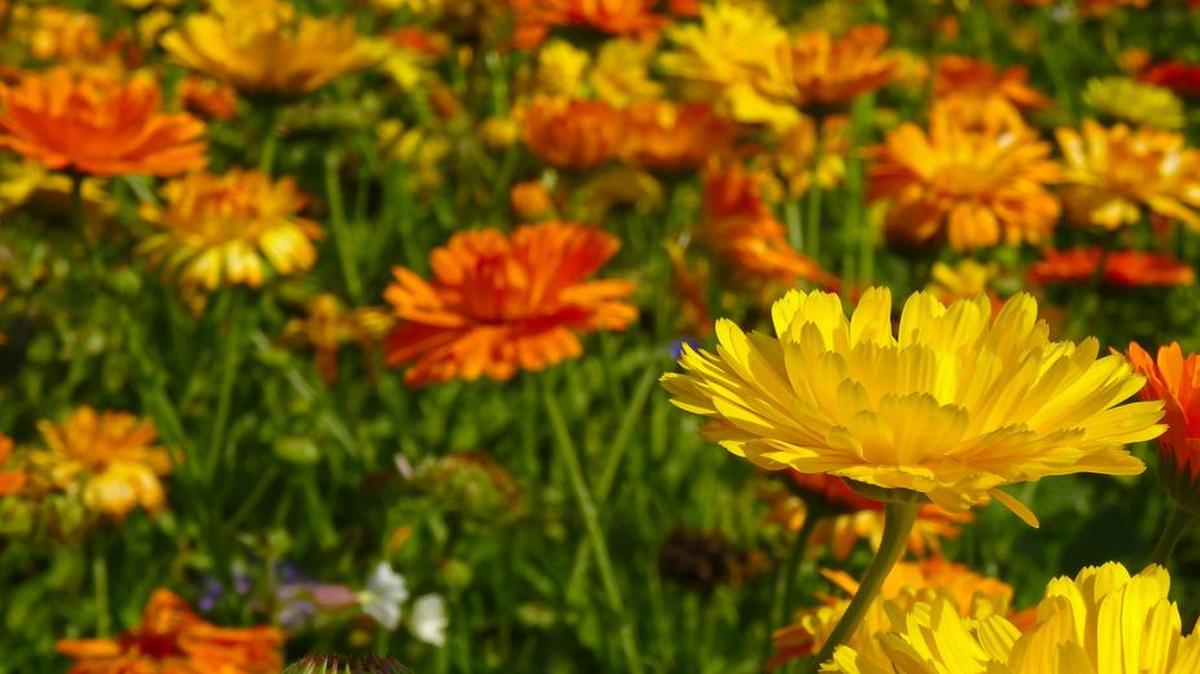 Popular flowering annuals include petunias, marigolds, impatiens and zinnias.