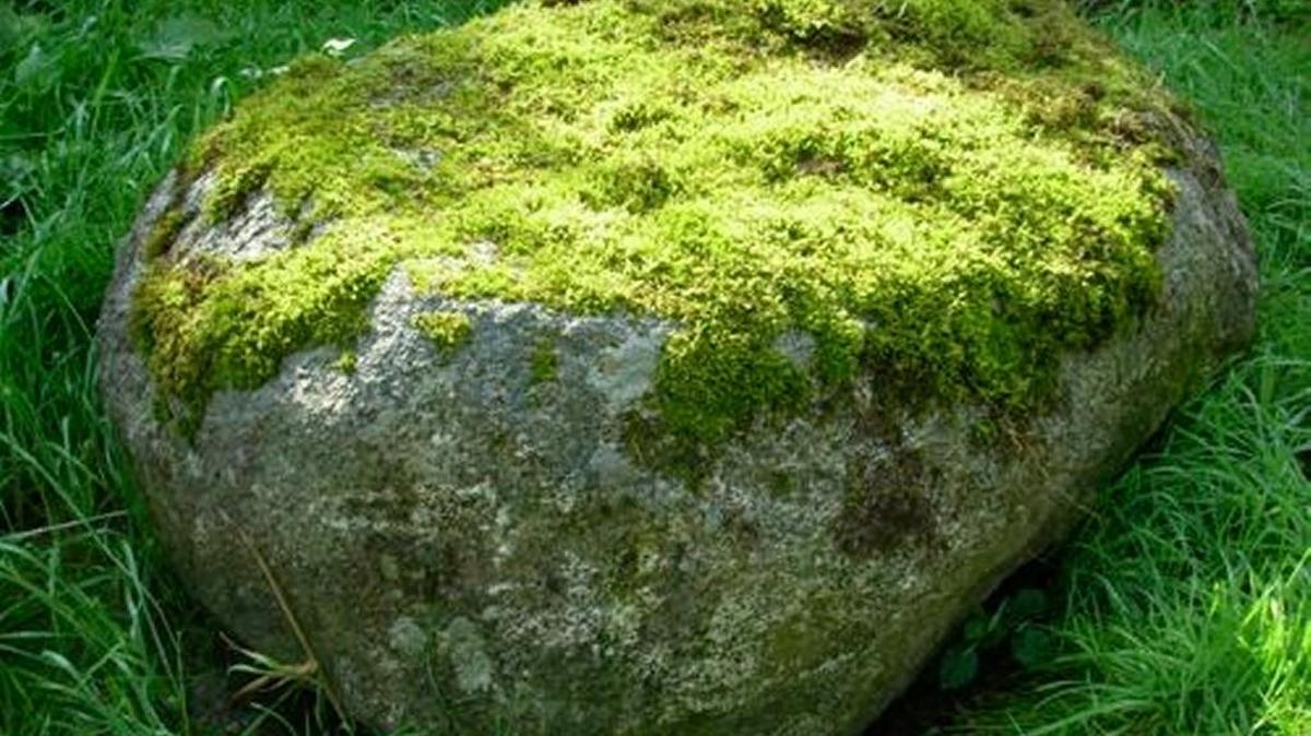 Moss can grow on rocks because it gets its nutrients and water from the air.