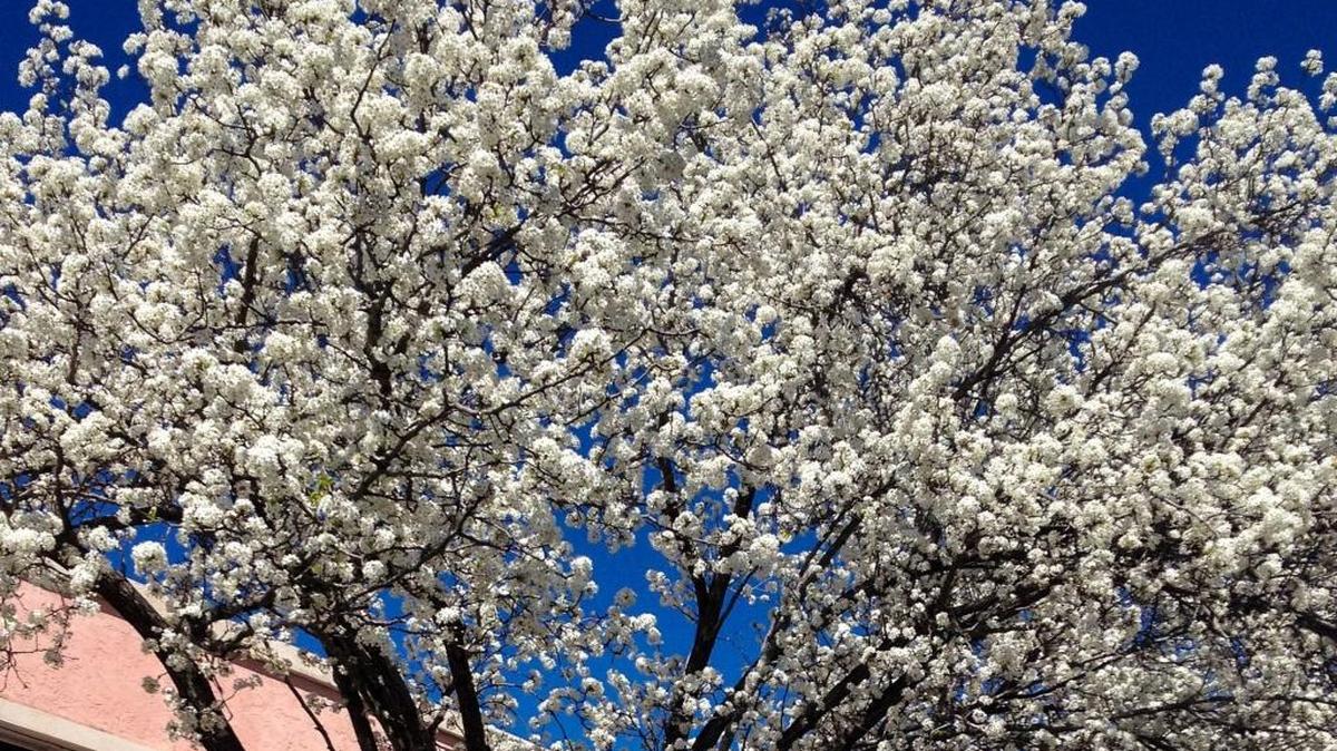 If recent warm weather has stimulated the buds on your trees to swell now, chances are the coming cold will kill them and spring blooms will decline.