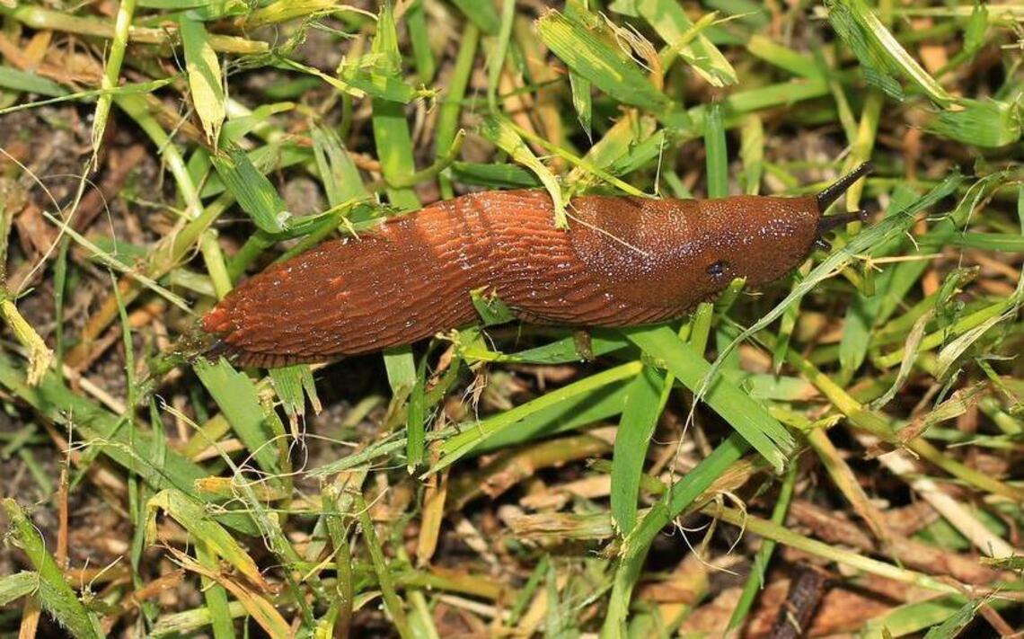 Have a slug problem in your garden? Here's how to solve it ...