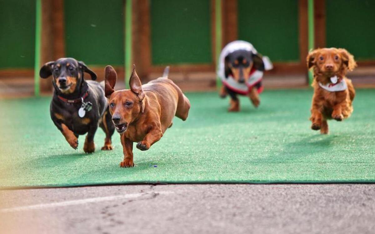 The Weiner Dog races start at 2 p.m. Sunday near Eighth and Lafayette streets in St. Louis.