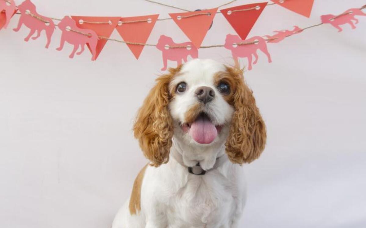 The Second Annual Canine Carnival, a free event for pets by Alton Main Street and the SNIP Alliance, will take place from 8 a.m.-noon Saturday, at the Alton Farmers and Artisans Market.