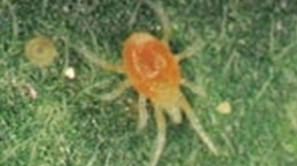 
Eriphyid mites are so small they can ride wind currents. They have developed a taste for Knock Out roses. 
