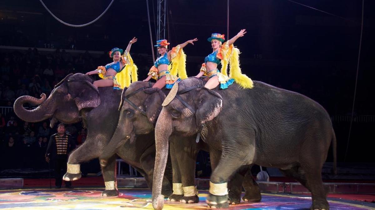 Carden International Circus’ powerful elephants are trained to do intricate moves.