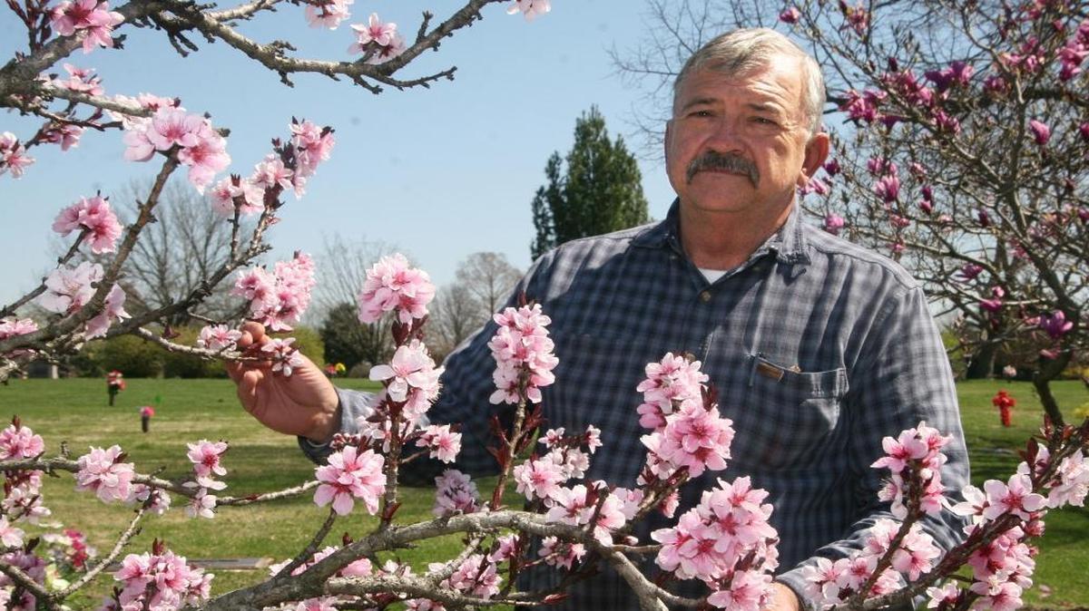 A small peach tree shows off its flowers for Gary Popp, superintendent of Lake View Memorial Gardens. The Fairview Heights cemetery has several kinds of flowering spring trees.