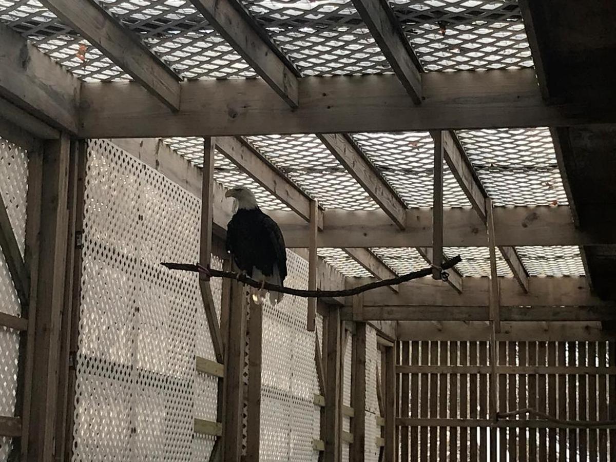 The female bald eagle will be released back into the wild on Jan. 20.