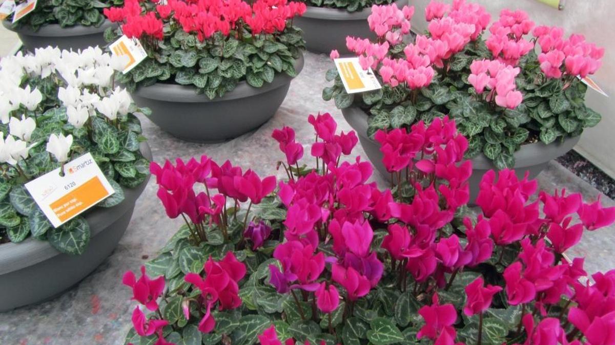 Cyclamen plants, which come in many varieties, are sometimes given for Valentine’s Day.