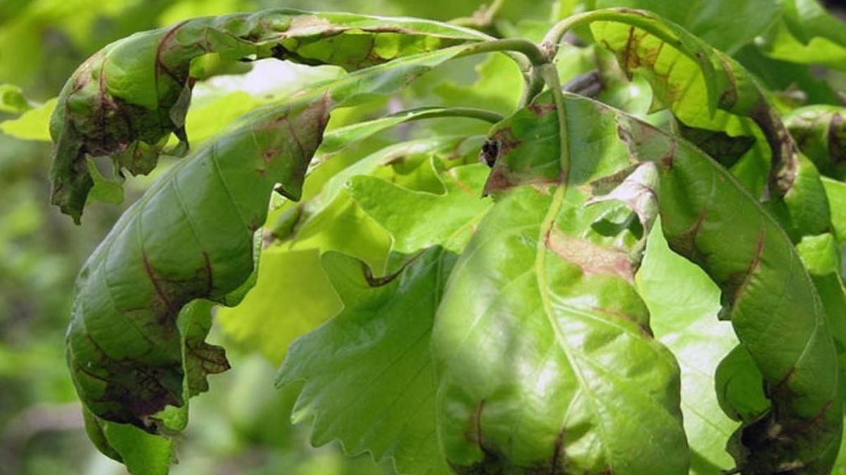 The late spring frost could have started the problem which later spread with a disease of Oak Anthracnose (Gnomonia species), which causes the leaf curl.